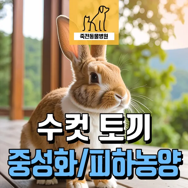토끼 중성화 및 피하 농양 제거 2026: 물린 상처 치료 사례