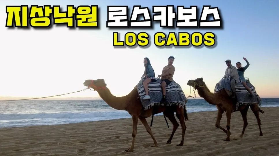 2026년 사막 낙타 투어: 잊지 못할 특별 경험 가이드