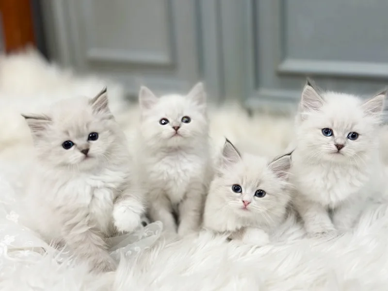 Choosing a Cat in Ha-an-dong 2026: 5 Key Checks
