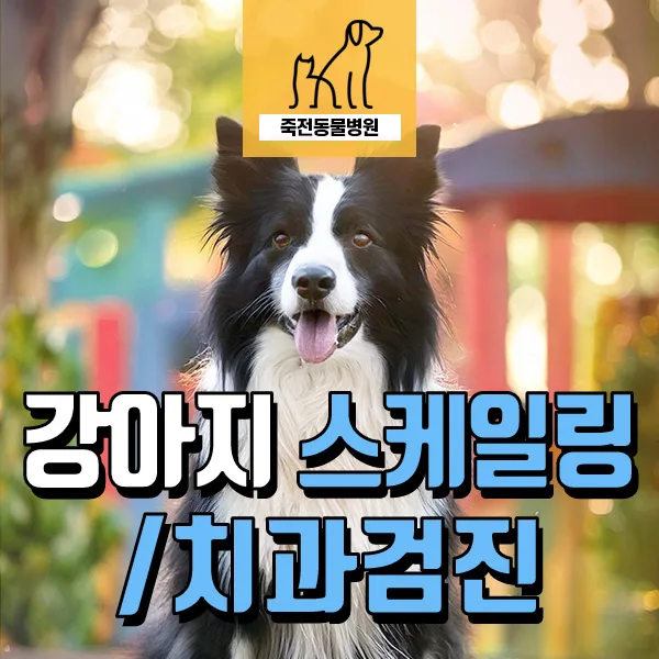 보더콜리 치아 개수 부족, 매복치 의심? 스케일링 전 필수 검진 2026