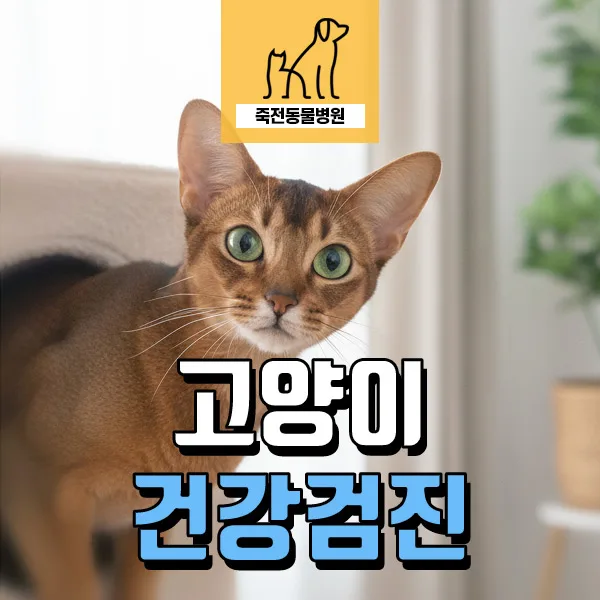 고양이 신장 위축 조기 발견: 2026년 건강검진 필수 체크리스트