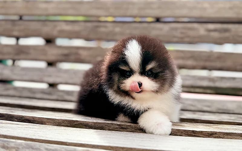 Pomeranian Price 2026: How to Find a Healthy Puppy
