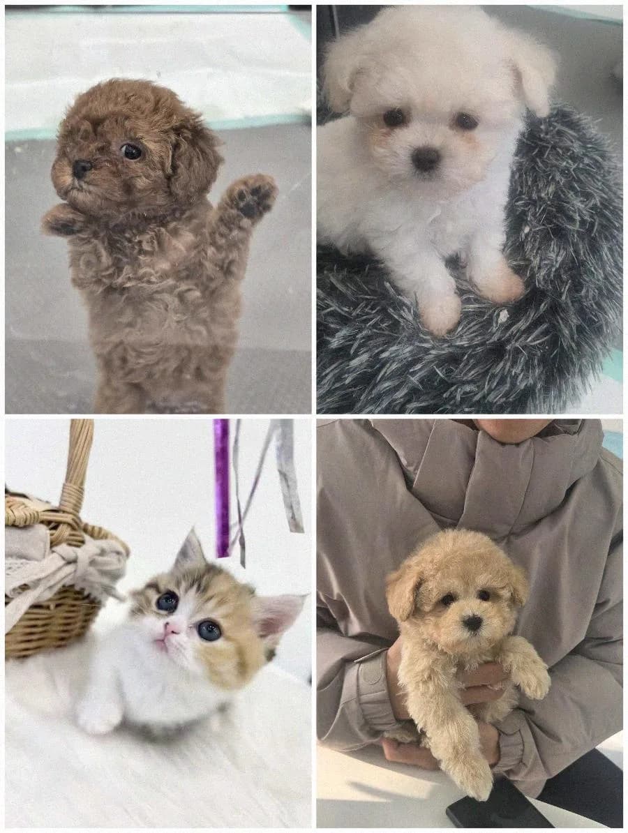 수원 강아지 분양, 건강·비용·관리 2026년 총정리