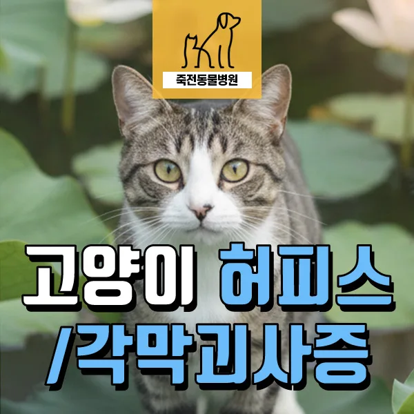 고양이 각막 괴사증 수술 2026: 허피스 원인과 회복 과정 총정리