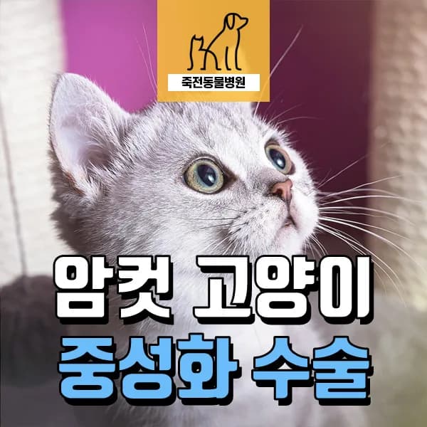 암컷 고양이 중성화 시기 및 회복 방법 2026년 총정리