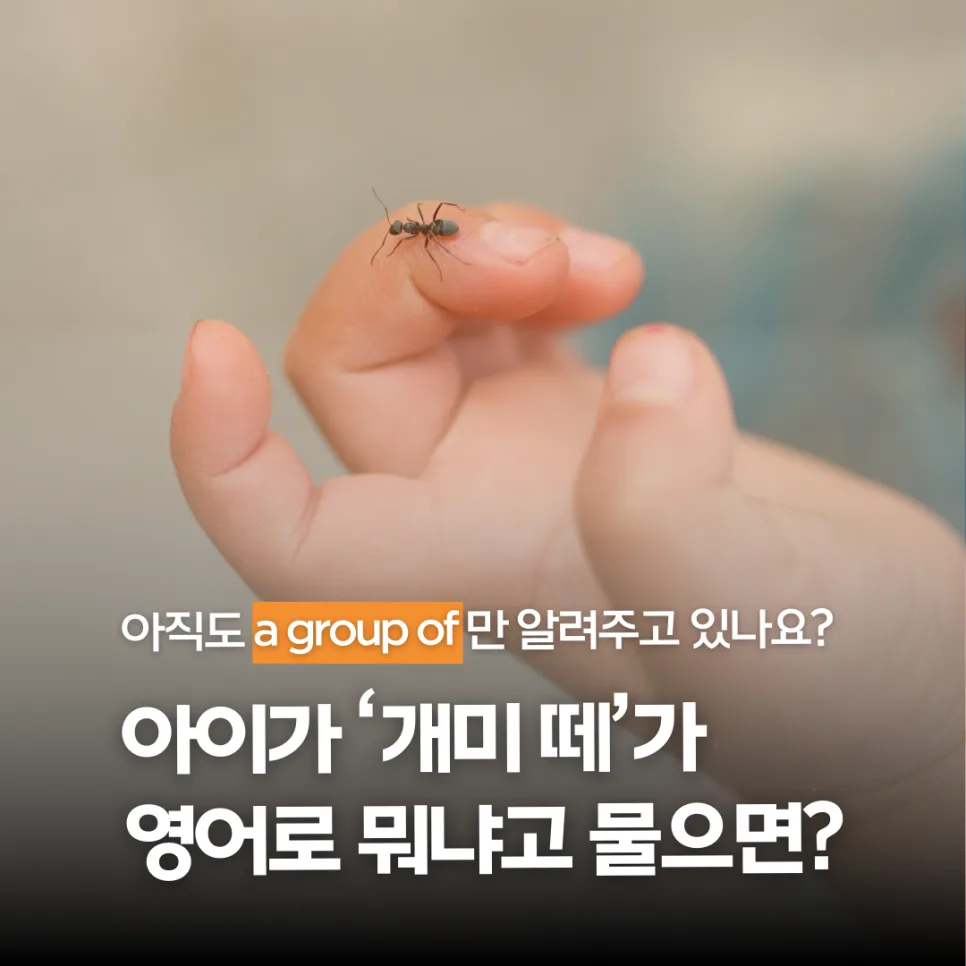 동물 무리 영어 표현 총정리 2026: 아이 질문에 답하는 법