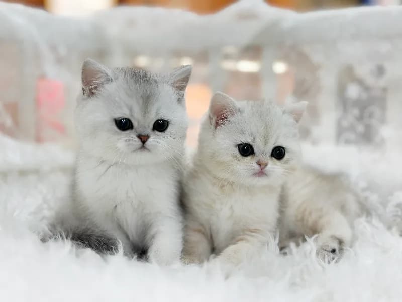 British Shorthair Kittens for Sale 2026: Your Adoption Guide