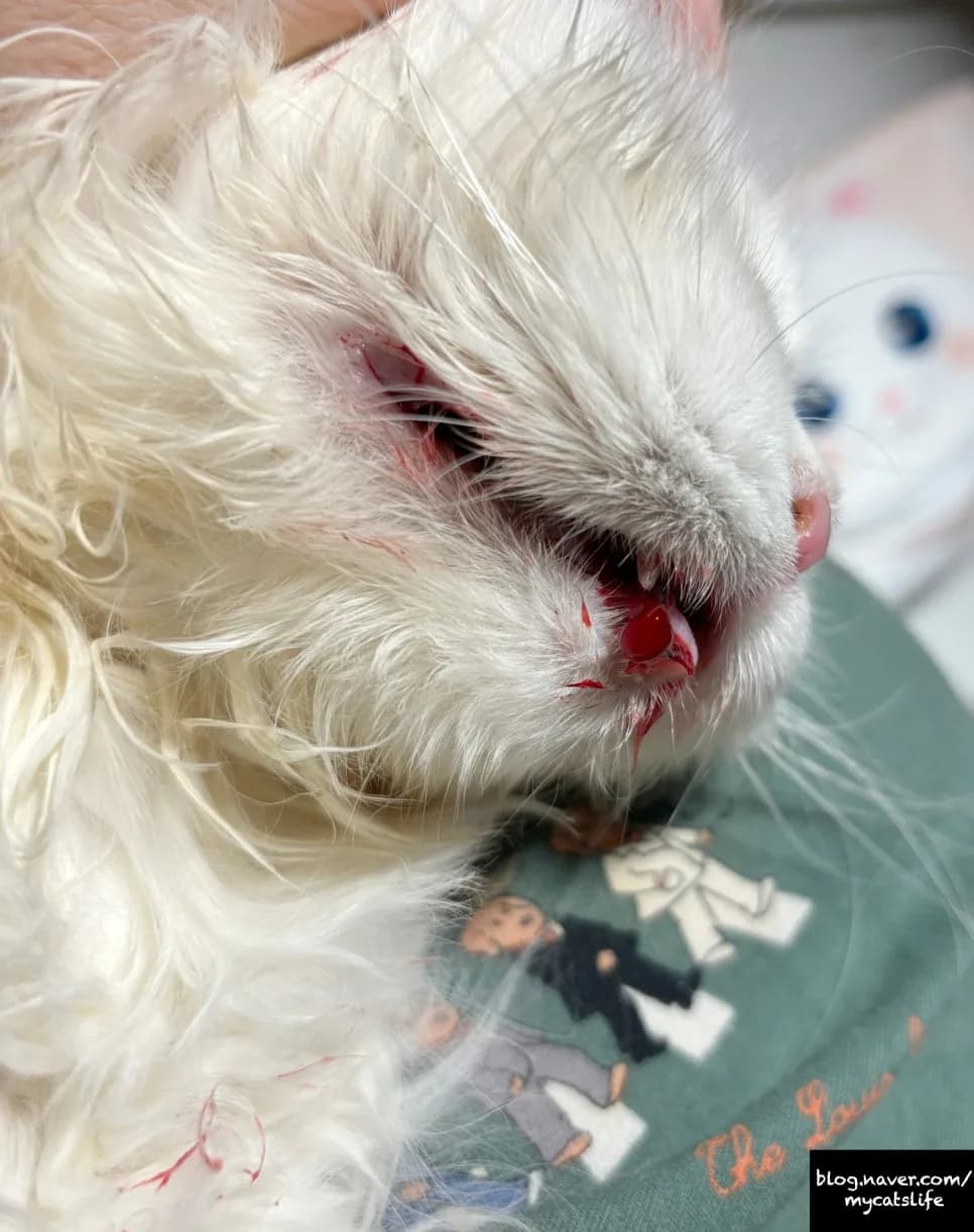 고양이 구강 출혈, 운남백약으로 지혈하는 법 (2026년 최신)