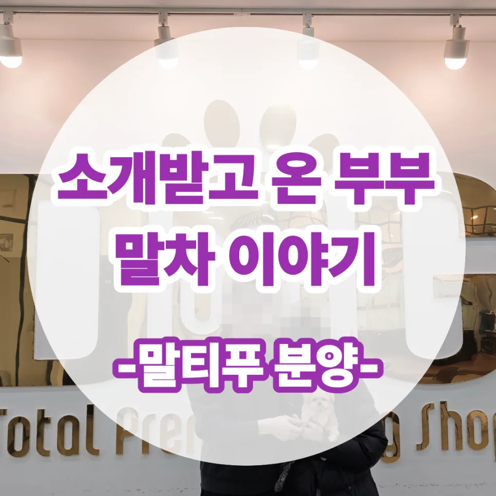 세종 강아지 분양 2026: 원독 말티푸 입양 후기 및 조건