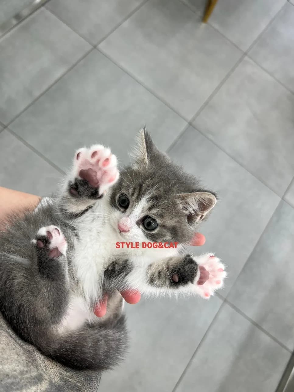 양천구 고양이 분양 2026: 러시안 고스트블루 입양 후기 및 조건