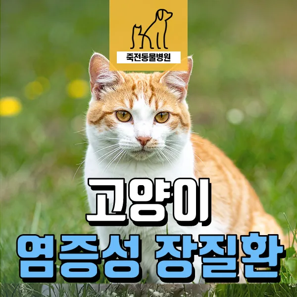 고양이 구토, 피 섞인 구토 원인과 IBD 관리법 2026