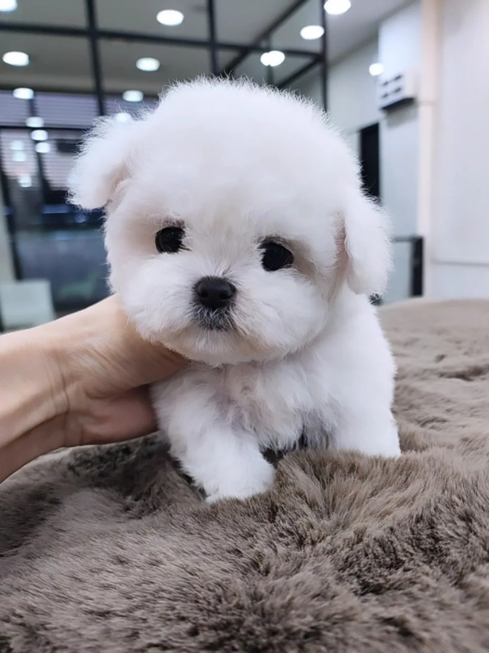세종시 비숑 분양 2026: 미니 비숑 공주님 입양 가이드