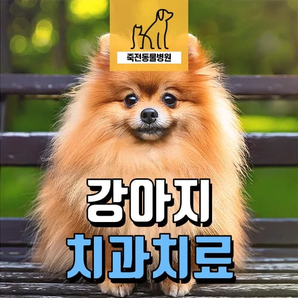 강아지 치아 골이식 성공 사례 2026: 치주염 치료 가이드