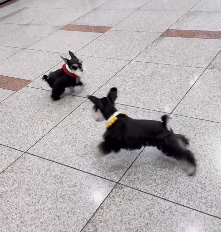 미니 슈나우저 분양 2026: 건강한 강아지 찾는 3가지 기준