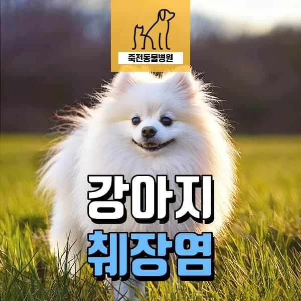 강아지 췌장염, 족발 섭취 후 증상과 치료 과정 2026년 최신 정보