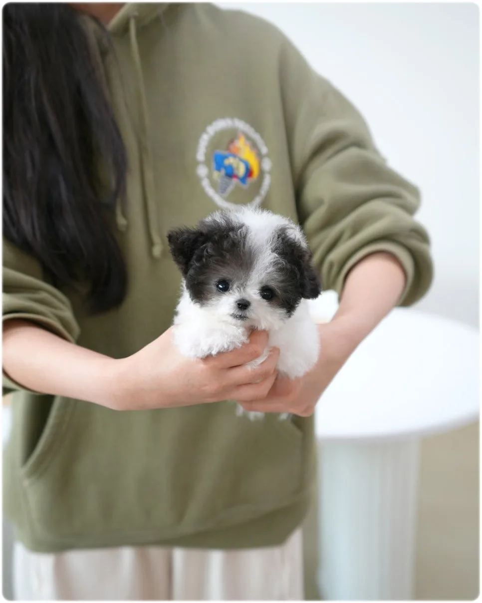 천안 강아지 분양 2026: 반려견 입양 전 필수 체크리스트