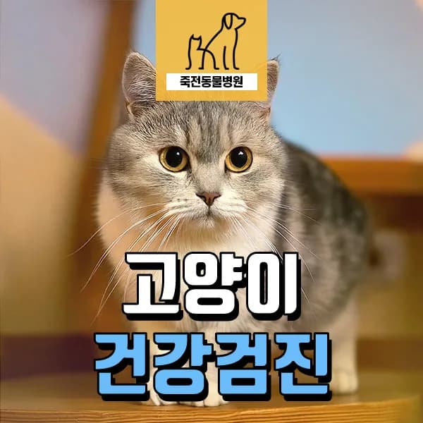 5살 고양이 건강검진 필수 항목과 비용 2026년 총정리