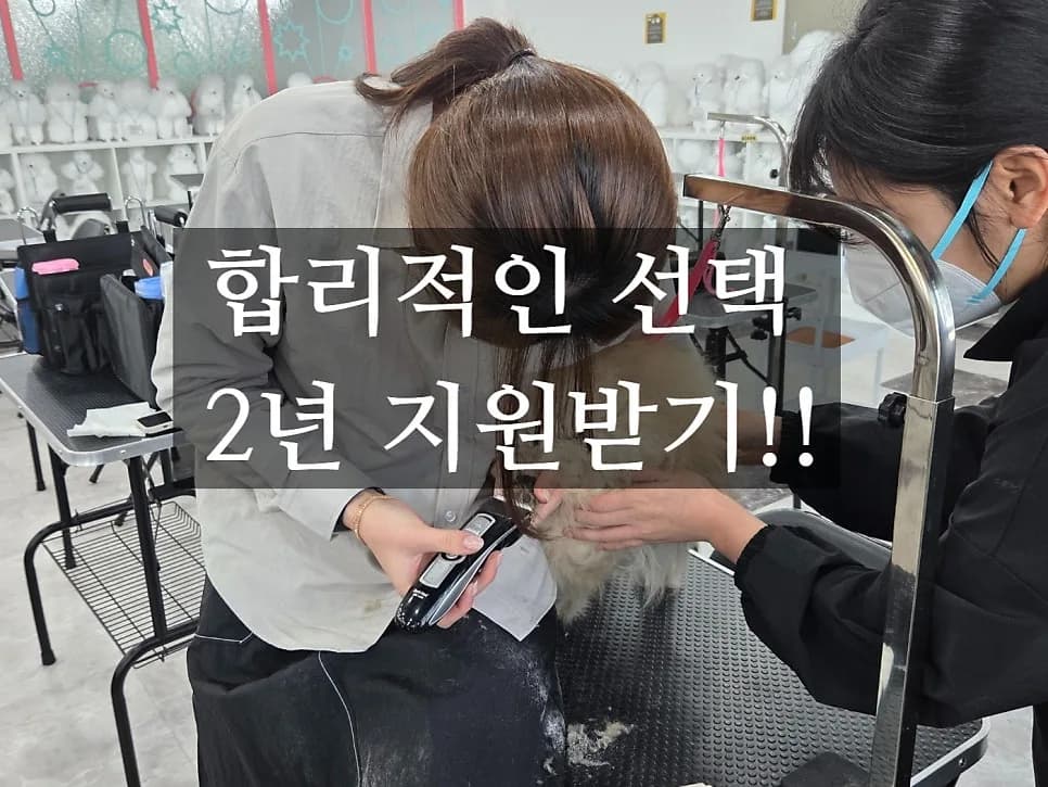 애견미용 2년 과정, 880만원이 합리적인 이유 2026년 총정리