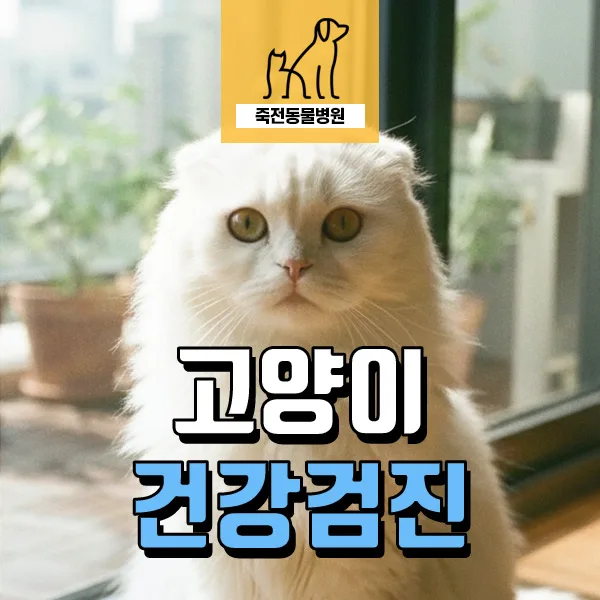 8살 고양이 신장 위축과 간 수치 변화, 건강검진으로 미리 확인하는 법 2026