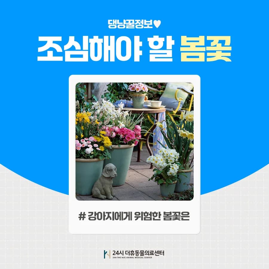 강아지 봄꽃 위험성 2026: 섭취 시 중독 증상과 예방법