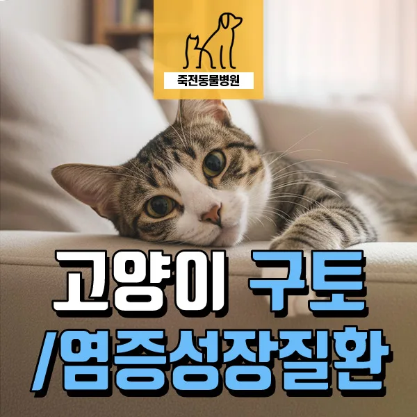 고양이 구토 혈변 원인 2026: IBD 염증성 장질환 치료 사례