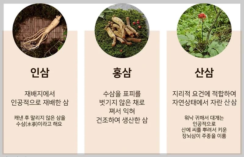 인삼 산삼 홍삼 차이점 2026: 효능 비교 및 전문가 추천