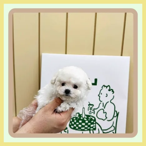 Free Puppy Adoption in Pyeongtaek 2026: A Responsible Guide