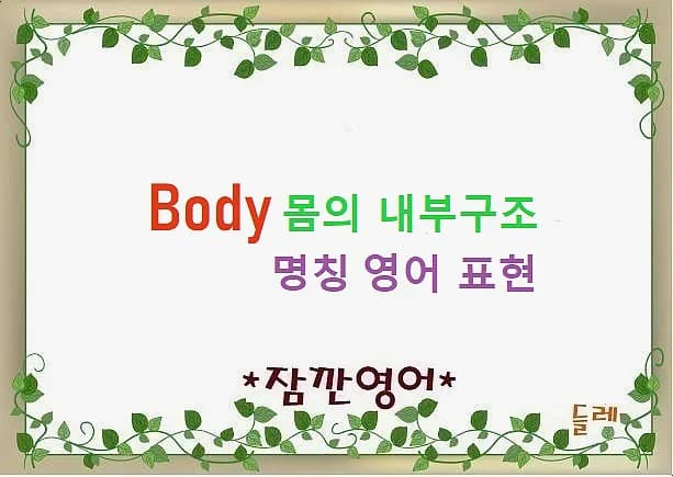 몸 속 영어 명칭 2026: 살부터 뼈까지 완벽 정리
