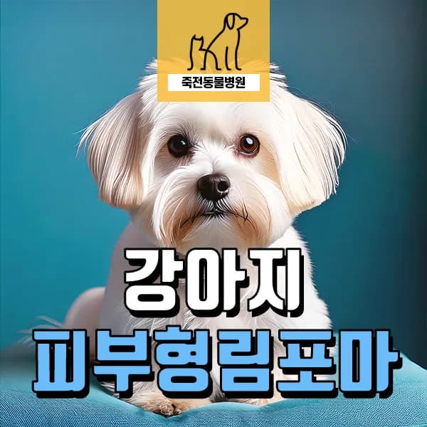 강아지 피부 림포마 초기 증상과 진단 방법 2026