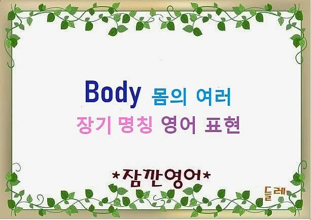 몸속 장기 영어 명칭 2026: 핵심 부위별 총정리
