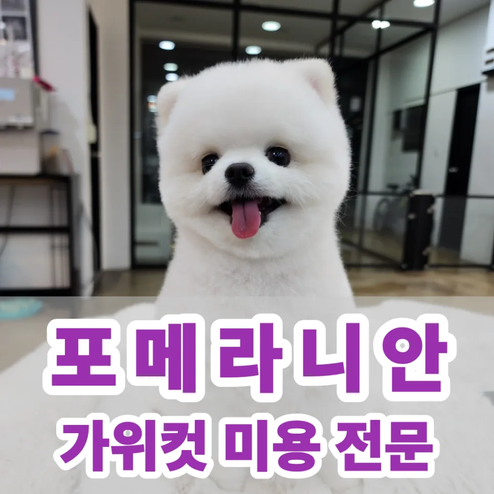 포메라니안 가위컷 2026: 두부의 변신, 애견미용 성공 비결