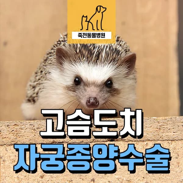 고슴도치 혈뇨 오인, 자궁 종양 수술 후기 (2026년 최신 정보)