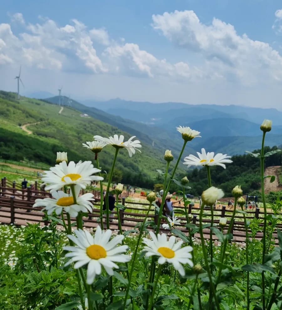 김소월 시 '나의 집' 해석: 이상향과 기다림의 공간 2026