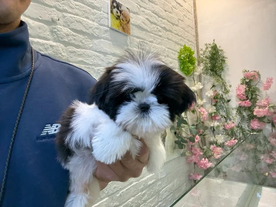 부산 콩시츄 분양 2026: 건강한 소형 시츄 찾는 법