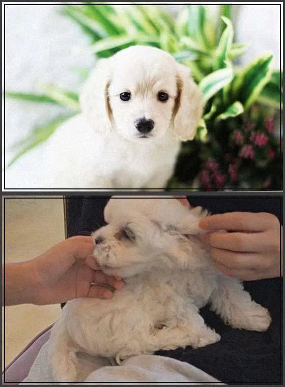 청주 강아지 분양, 2026년 반려가족 만나는 현명한 방법