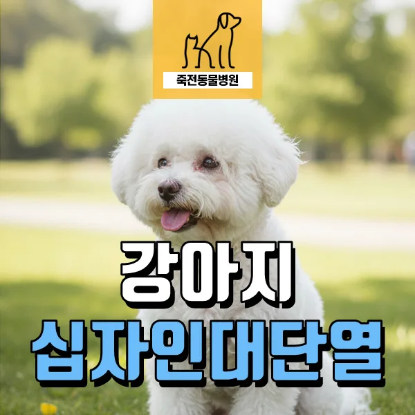 강아지 십자인대 단열 수술, 2026년 회복 위한 핵심 가이드