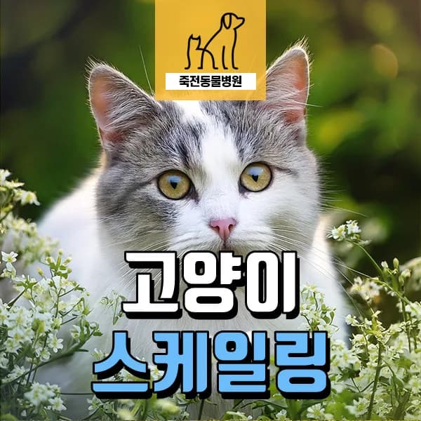 고양이 스케일링, 2026년 최신 정보로 알아보는 구강 관리법
