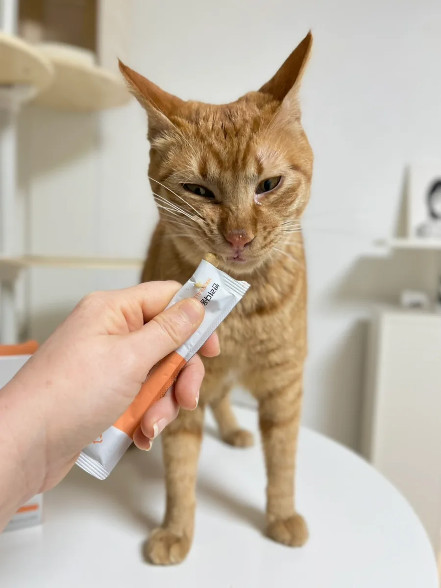 고양이 헤어볼 토 관리, 농심 반려다움 영양제로 해결 2026