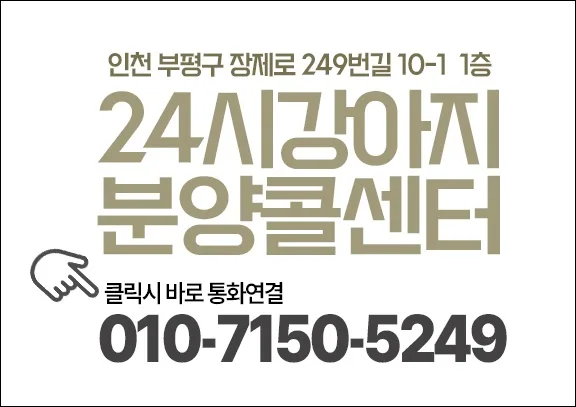 인천 미니 비숑 분양 가격 2026년 최저가 찾는 법