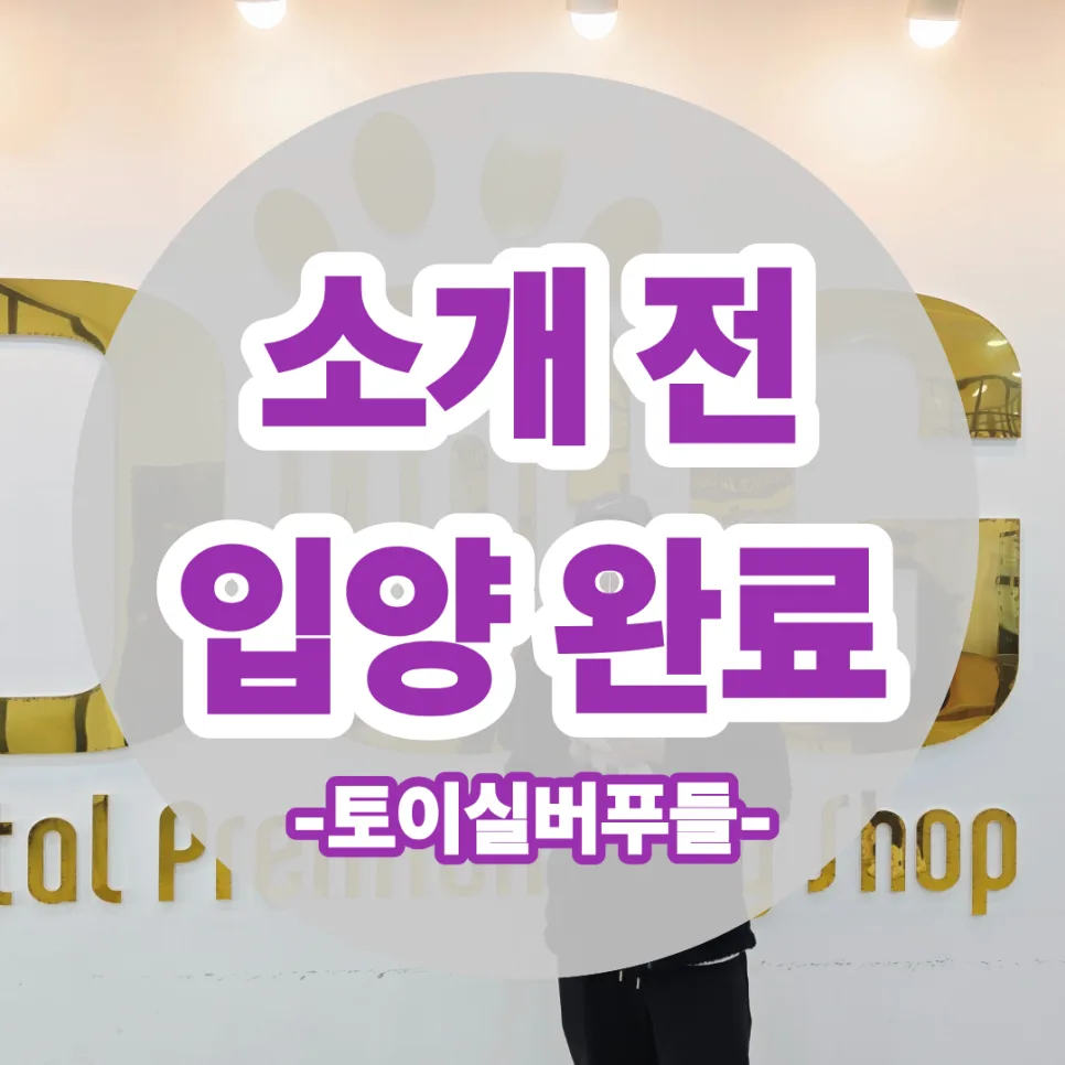 토이 실버 푸들 분양 2026: 부자간의 특별한 만남과 건강한 반려견 선택 가이드