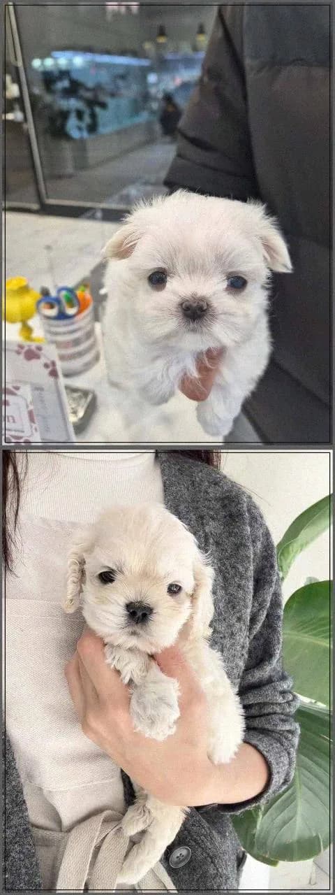 수원 강아지 분양 2026: 건강한 반려견 찾는 전문가 가이드