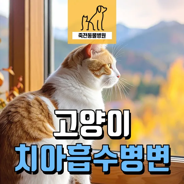 고양이 치아흡수병변, 통증 잡는 치료법 2026년 총정리