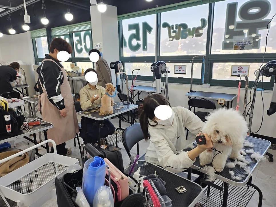 애견미용학원 선택 가이드 2026: 이바우펫의 특별한 교육 철학