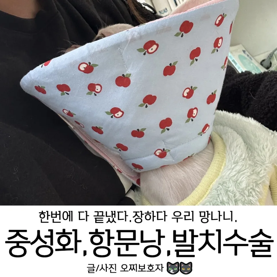 반려동물 3대 수술: 중성화·항문낭·발치 동시 진행 후기 2026