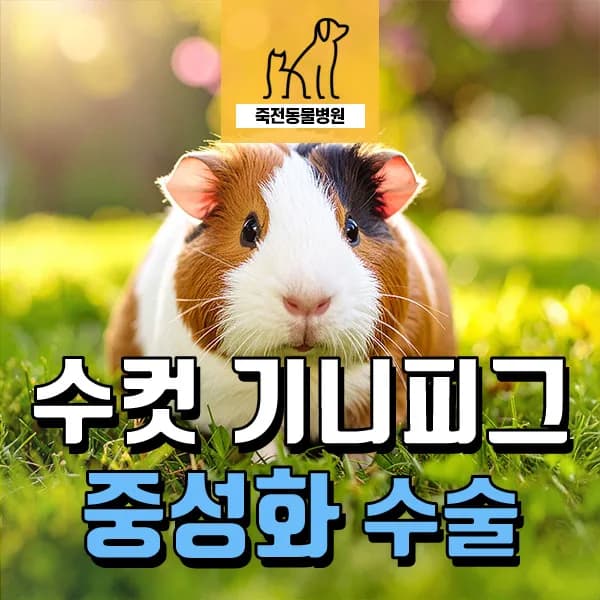 수컷 기니피그 중성화, 언제 왜 해야 할까? (2026년 최신 정보)
