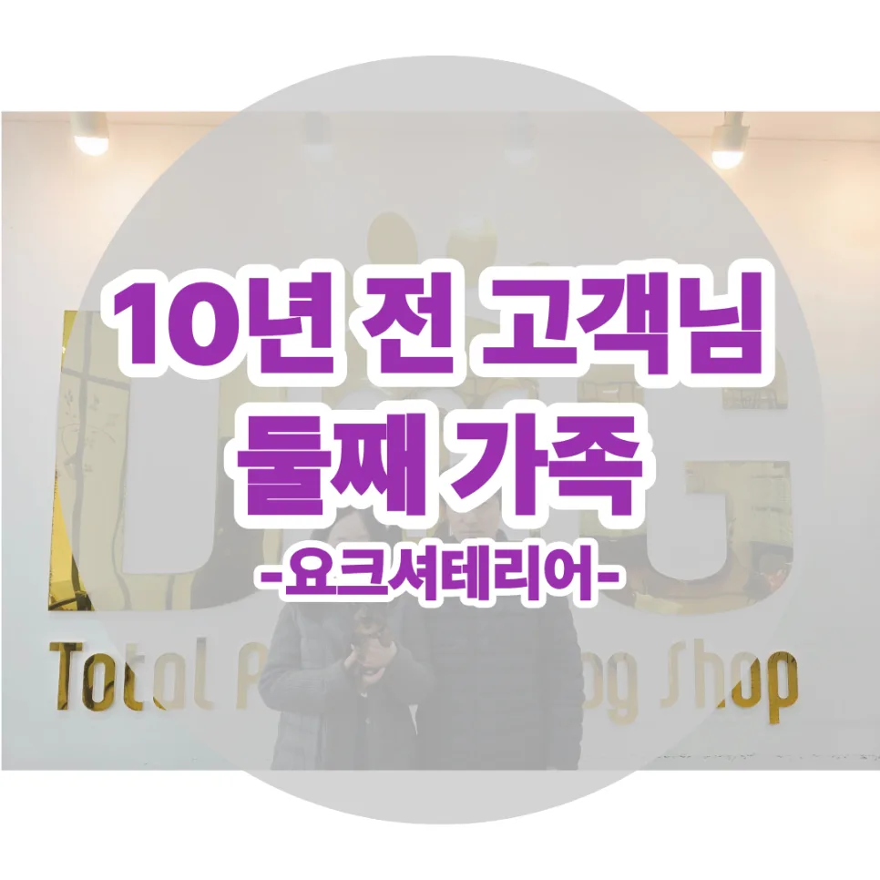 세종 강아지 분양 2026: 10년 단골 고객의 요크셔테리어 재분양 후기