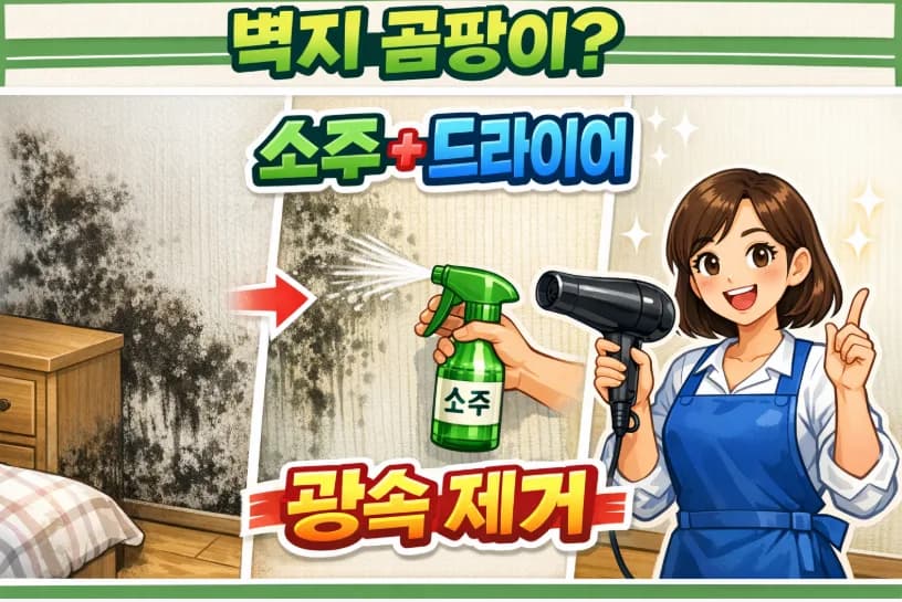 벽지 곰팡이 제거, 소주와 드라이어로 완벽 제거하는 법 2026