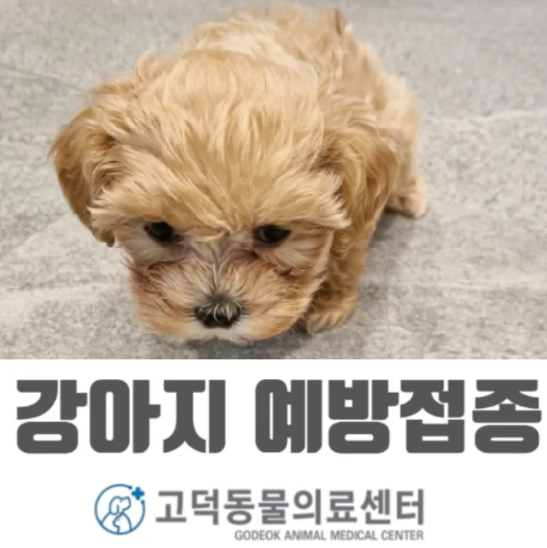아기 강아지 예방접종 로드맵 2026: 필수 접종부터 주의사항까지