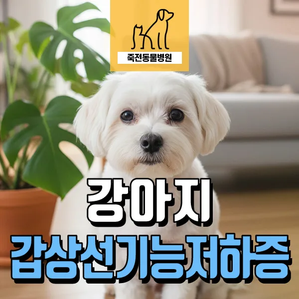 강아지 갑상선 기능 저하증 2026년 진단과 치료법 총정리
