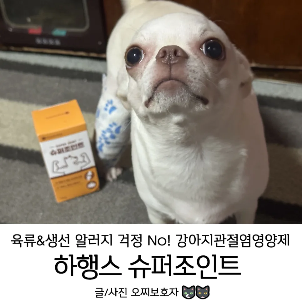 강아지 슬개골탈구 4기, 수술 후 관리를 위한 영양제 선택 가이드 2026